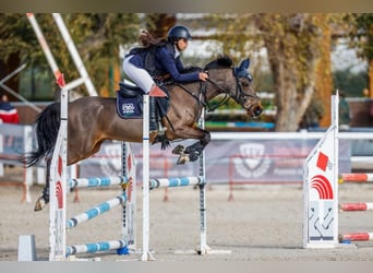 Classic Pony, Castrone, 19 Anni, 139 cm, Baio scuro