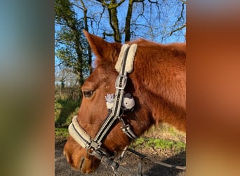 Classic Pony, Castrone, 26 Anni, Sauro ciliegia