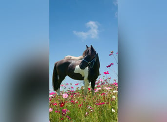 Classic Pony, Castrone, 3 Anni, 140 cm, Pezzato