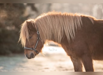 Classic Pony, Castrone, 4 Anni, 115 cm, Sauro