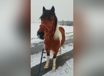 Classic Pony Mix, Castrone, 4 Anni, 120 cm, Pezzato