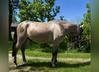 Classic Pony, Castrone, 4 Anni, 150 cm, Falbo baio