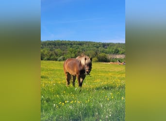 Classic Pony, Castrone, 6 Anni, 120 cm, Sauro scuro