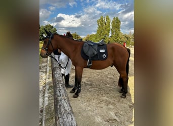 Classic Pony, Castrone, 7 Anni, 138 cm, Baio scuro