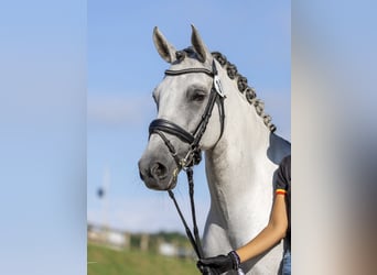 Classic Pony, Castrone, 9 Anni, 149 cm, Grigio