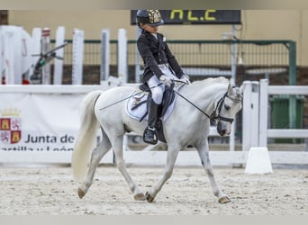 Classic Pony, Gelding, 10 years, 10,2 hh, Pinto