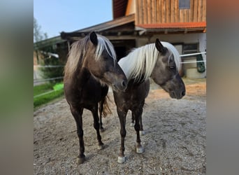 Classic Pony, Gelding, 10 years, 11.1 hh, Chestnut