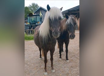 Classic Pony, Gelding, 10 years, 11,1 hh, Chestnut