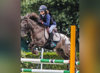 Classic Pony, Gelding, 10 years, 12,1 hh, Bay-Dark