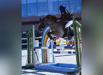 Classic Pony, Wallach, 10 Jahre, 12,2 hh