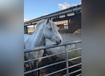 Classic Pony Mix, Gelding, 11 years, 13.2 hh, Grey-Blue-Tan