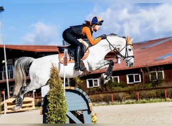 Classic Pony, Gelding, 11 years, 14.2 hh, Grey