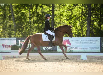 Classic Pony, Gelding, 14 years, 14 hh, Chestnut