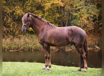 Classic Pony, Gelding, 14 years, 14 hh, Chestnut