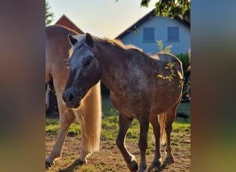 Classic Pony Mix, Gelding, 15 years, 11,1 hh, Leopard-Piebald