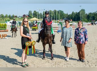 Classic Pony, Gelding, 17 years, 13,1 hh