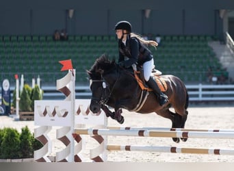 Classic Pony, Gelding, 17 years, 13,1 hh