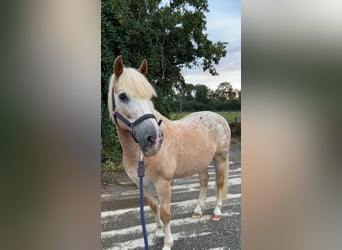Classic Pony, Gelding, 18 years, 14.1 hh, Leopard-Piebald