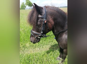 Classic Pony, Gelding, 20 years, 11,2 hh, Smoky-Black