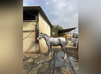Classic Pony, Gelding, 3 years, 12.1 hh, Grey-Dapple