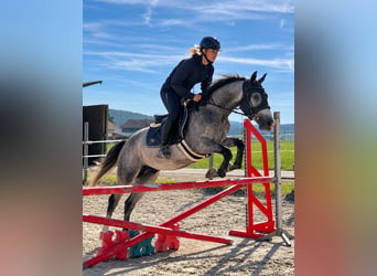 Classic Pony, Gelding, 3 years, 14.2 hh, Brown Falb mold