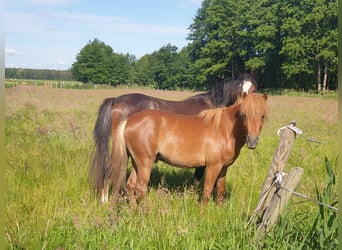 Classic Pony, Gelding, 4 years, 11.1 hh, Chestnut-Red