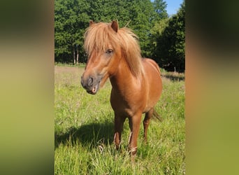 Classic Pony, Gelding, 4 years, 11.1 hh, Chestnut-Red