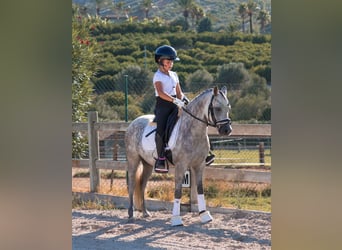 Classic Pony, Gelding, 4 years, 12 hh, Grey