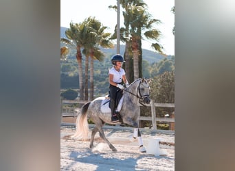 Classic Pony, Gelding, 4 years, 12 hh, Grey