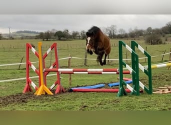 Classic Pony, Gelding, 4 years, 13.1 hh, Brown