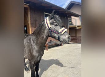 Classic Pony, Gelding, 4 years, 13.1 hh, Gray-Blue-Tan