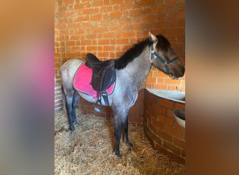 Classic Pony, Gelding, 4 years, 13 hh, Gray