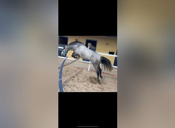 Classic Pony, Gelding, 4 years, 13 hh, Gray