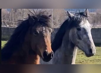 Classic Pony, Gelding, 4 years, 13 hh, Gray