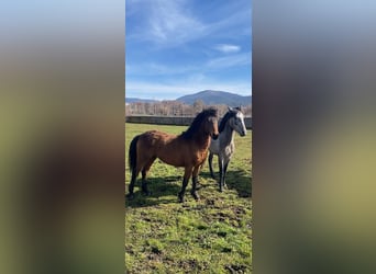 Classic Pony, Gelding, 4 years, 13 hh, Gray