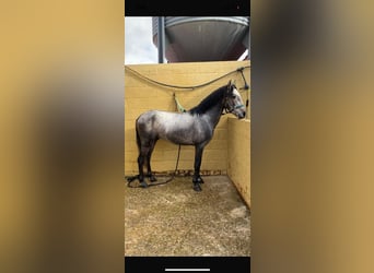 Classic Pony, Gelding, 4 years, 13 hh, Gray