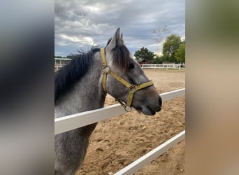 Classic Pony, Gelding, 4 years, 13 hh, Gray