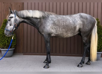 Classic Pony, Gelding, 4 years, 14.1 hh, Grey-Dapple