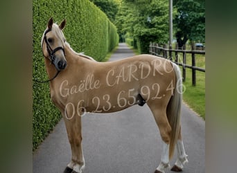 Classic Pony, Gelding, 4 years, 14.2 hh, Palomino
