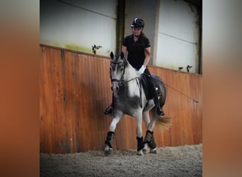 Classic Pony, Gelding, 4 years, 14,1 hh, Pinto
