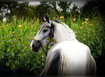 Classic Pony, Gelding, 4 years, 14,1 hh, Pinto