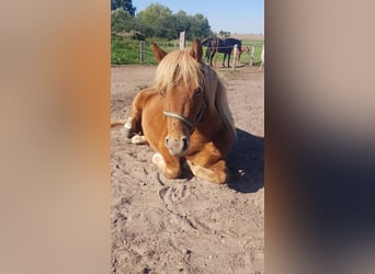 Classic Pony, Gelding, 5 years, 11 hh, Chestnut-Red