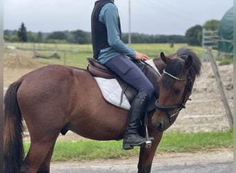 Classic Pony, Gelding, 5 years, 13,1 hh, Brown