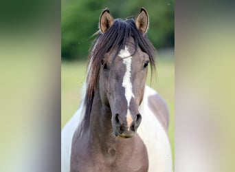 Classic Pony, Gelding, 5 years, 13,2 hh, Pinto