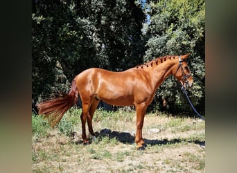 Classic Pony Mix, Gelding, 5 years, 14.1 hh, Chestnut-Red