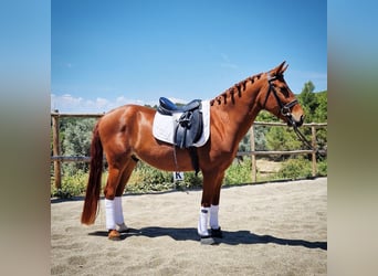 Classic Pony Mix, Gelding, 5 years, 14.1 hh, Chestnut-Red
