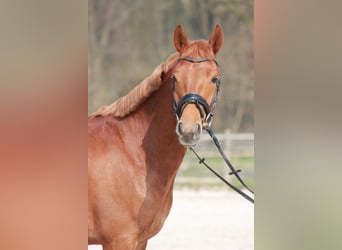 Classic Pony, Gelding, 5 years, 14,1 hh, Chestnut-Red
