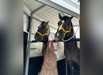 Classic Pony, Gelding, 6 years, 13,2 hh, Pinto