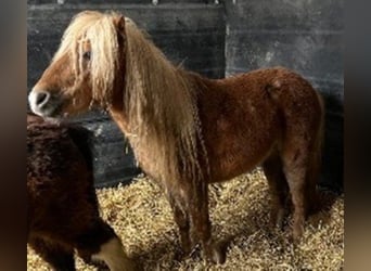 Classic Pony, Gelding, 7 years, 10.1 hh, Chestnut-Red