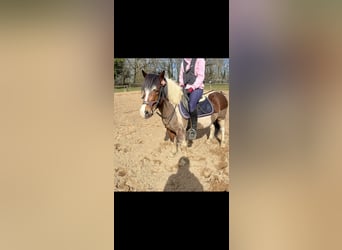 Classic Pony Mix, Gelding, 8 years, 11,2 hh